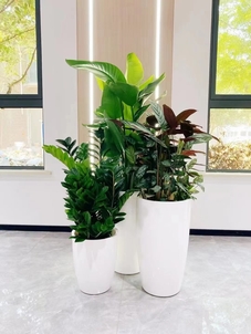 杭州湾绿植租赁，为您的空间增添一抹清新绿意